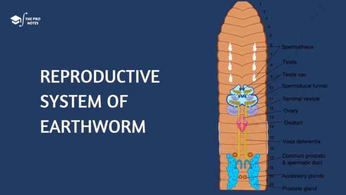 Reproductive System of Earthworm